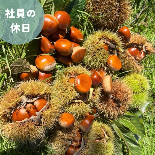 10月の3連休の1日を使って毎年恒例の栗拾いをしてきました🌰✨
今年は少し遅かったせいか大量にはひろえませんでしたが、形の綺麗な良い栗が拾えました！

パスタは新篠津村にあるflamingoというアメリカンカフェの名物ナポリタンです🍝
昔ながらの味がする懐かしさも感じながらしっかり濃いめの味わいでした！
以前タカトシランドでも紹介されていたので行ってみました。

#株式会社セイショウ
#人材派遣 #派遣 #求人 #アルバイト #バイト
#北海道 #札幌 #苫小牧 #旭川 #函館
#栗 #栗拾い